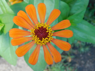 lor naranja papelillo