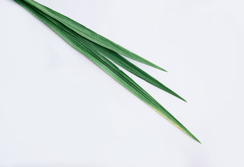 Tropical green leaves on the side of a white background, minimalistic flat lay