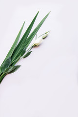 Tropical green leaves on the side of a white background with eustoma single flower on it, flat lay