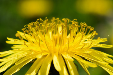 Yellow Flower