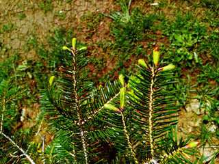 Pine cones and long needles of the Ponderosa pine tree.