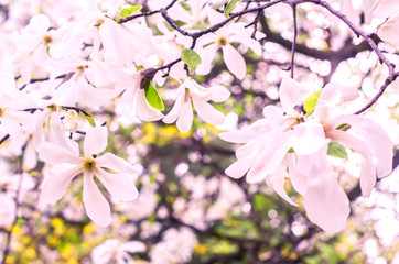 White Magnolia on a blurred background.