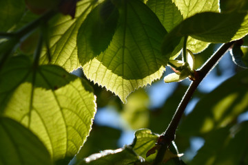 Leaf and Shadows