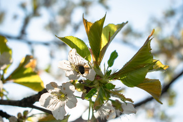 Cherry blossoms that make the spring beautiful