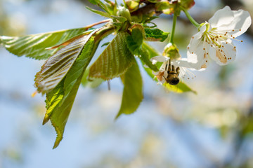 Cherry blossoms that make the spring beautiful