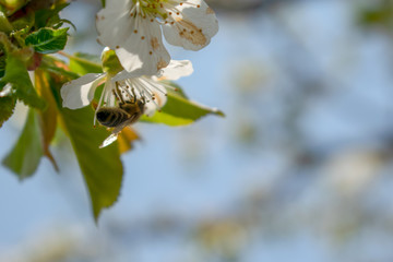 Cherry blossoms that make the spring beautiful