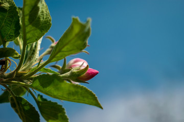 Blossoming branch of an apple tree in spring