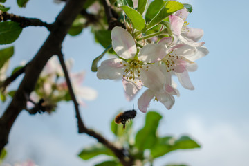 blossoming branch of an apple tree in spring