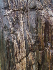 庭園の雨に濡れる庭石