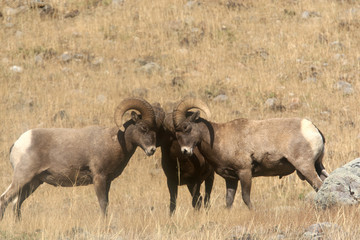 Bighorn Sheep in Yellowstone National Park