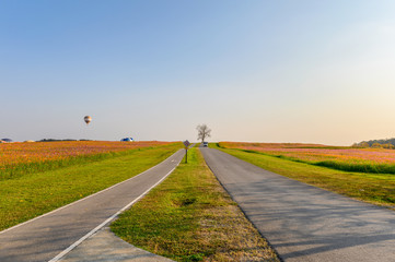 Lonely tree with cosmos garden and road on hill