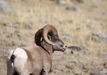 Bighorn Sheep in Yellowstone National Park