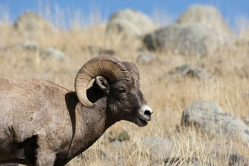 Bighorn Sheep in Yellowstone National Park