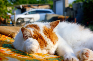 кошка и автомобиль