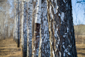 a row of slim birches in the forest 