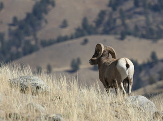 Naklejka premium Bighorn Sheep in Yellowstone National Park
