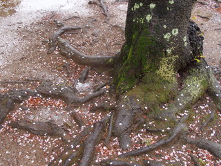 雨に散る桜の花びらと桜の古木