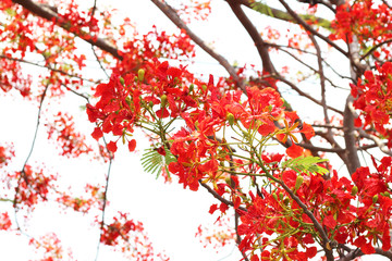 red peacock flower in summer