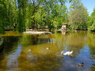 A white swan swimming in the peaceful pond or lake with ducks around it.