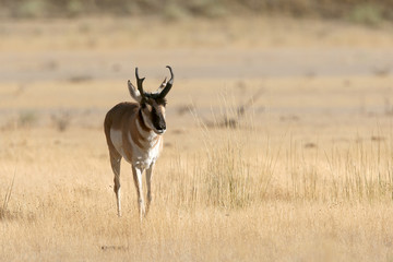Pronghorn Antelope in Yellowstone National park, Wyoming