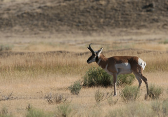 Fototapeta premium Pronghorn Antelope in Yellowstone National park, Wyoming