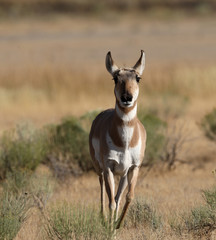 Pronghorn Antelope in Yellowstone National park, Wyoming