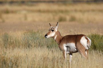 Pronghorn Antelope in Yellowstone National park, Wyoming