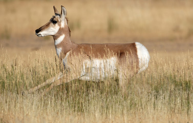 Pronghorn Antelope in Yellowstone National park, Wyoming