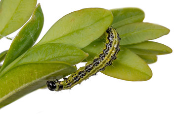 Boxwood borer crawls on a branch. Boxwood leaves isolated on white
