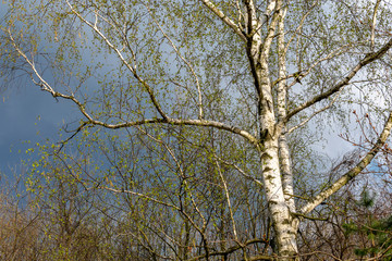  White birch trunk against a dark blue sky
