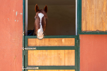 Head of horse looking over the stable doors.