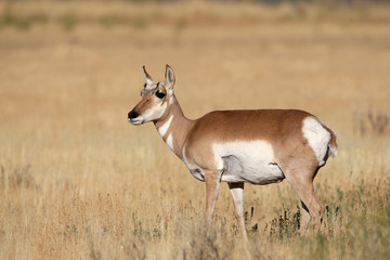 Pronghorn Antelope in Yellowstone National park, Wyoming