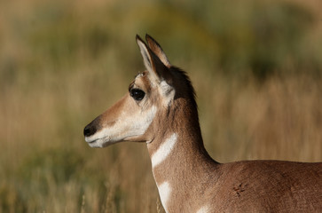 Pronghorn Antelope in Yellowstone National park, Wyoming