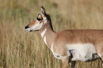 Pronghorn Antelope in Yellowstone National park, Wyoming