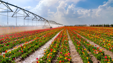 An irrigation pivot watering a tulip field.