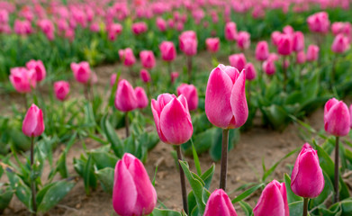 Fototapeta premium Purple/violet tulips in tulip fields, tulip farm in Konya, Turkey