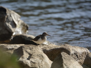 commom sandpiper (Actitis hypoleucos)