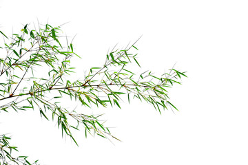 Bamboo leaves on white background
