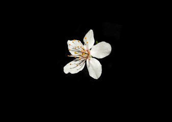Naklejka na ściany i meble flower isolated on white background