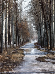 road in winter forest