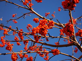 red branch of a tree