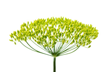 Wild fennel flower, isolated vertically. - obrazy, fototapety, plakaty