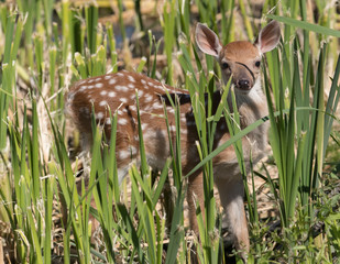 Cute White tailed deer fawn paling in meadow