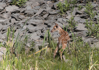 Cute White tailed deer fawn paling in meadow