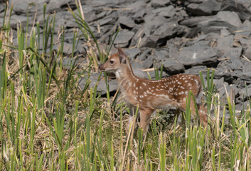 Cute White tailed deer fawn paling in meadow