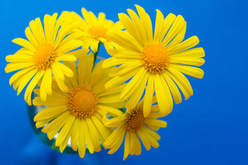 yellow daisies on a blue background view from the top