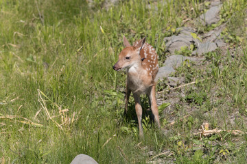 Cute White tailed deer fawn paling in meadow