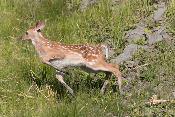 Cute White tailed deer fawn paling in meadow