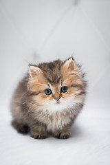 kitten scottish british cat burma munchkin animals