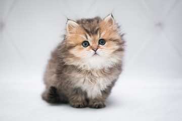 kitten scottish british cat burma munchkin animals